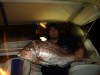 9kg snapper